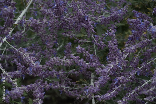 Herbal pattern of purple lavender inflorescence