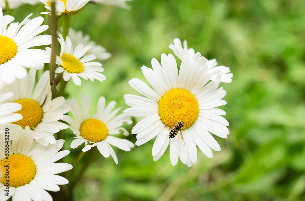 Obraz premium A beautiful bouquet of white daisies on the grass, a wasp on one flower makes the process of pollination.