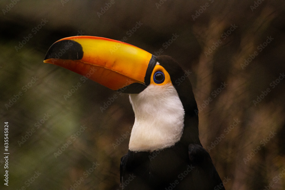 Fototapeta premium Tucan de reserva.