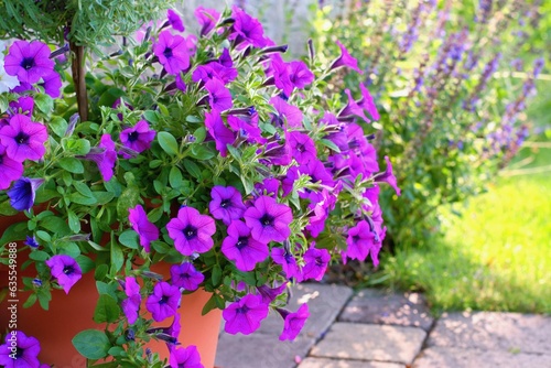 Varieties of hanging petunias and surfinias flowers in the pot . Summer garden inspiration for container plants.