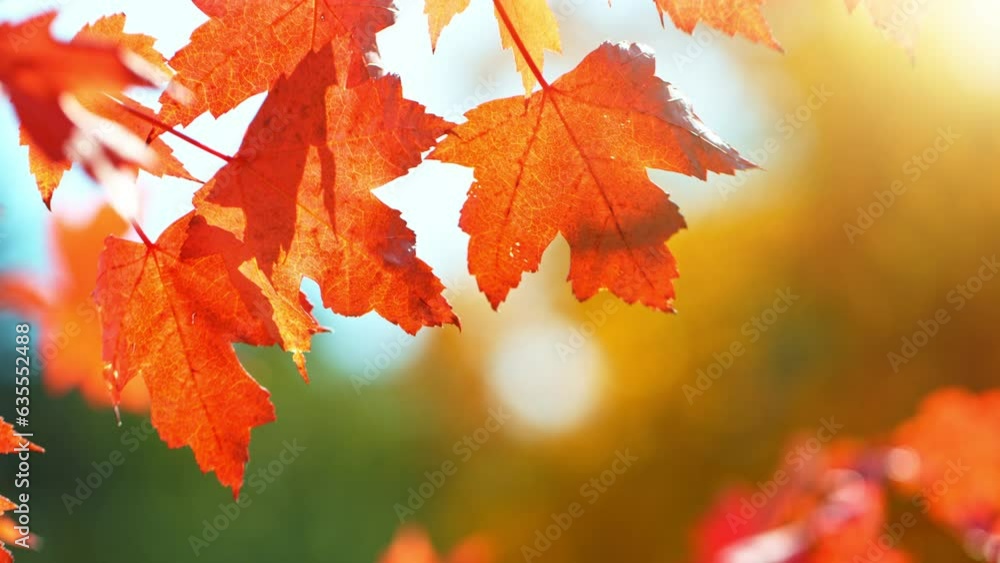 Super Slow Motion of Autumn Red Maple Leaves Wavering and Falling Down. Macro Shot. Filmed on High Speed Cinema Camera, 1000 fps. Beautiful Autumn Moody Colored Background. Super Slow Motion of Autumn Red Maple Leaves Wavering and Falling Down. Macro Shot. Filmed on High Speed Cinema Camera, 1000 fps. Beautiful Autumn Moody Colored Background.