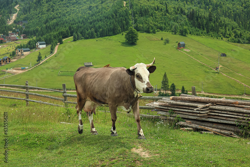 Cute cow on mountain meadow...