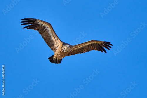 flying Griffon vulture in the Montfrague National Park  Extremadura  Spain