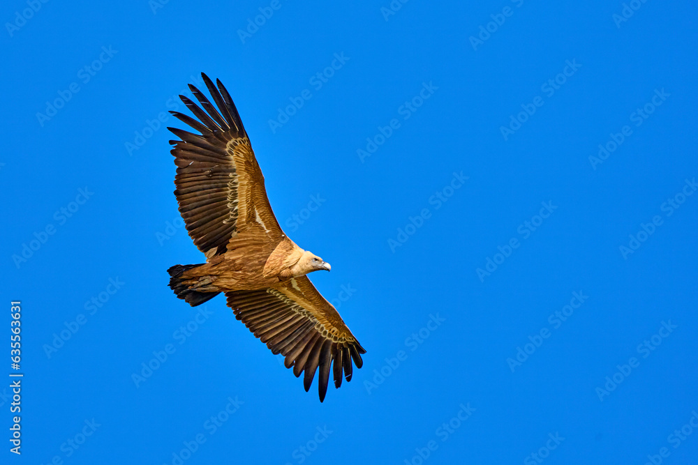 Obraz premium flying Griffon vulture in the Montfrague National Park, Extremadura, Spain