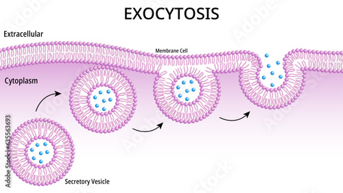 Exocytosis - Intracellular Secretory Vesicles Fuse with the Plasma Membrane Releasing Their Water-Soluble Molecules to Extracellular - Medical Vector Illustration