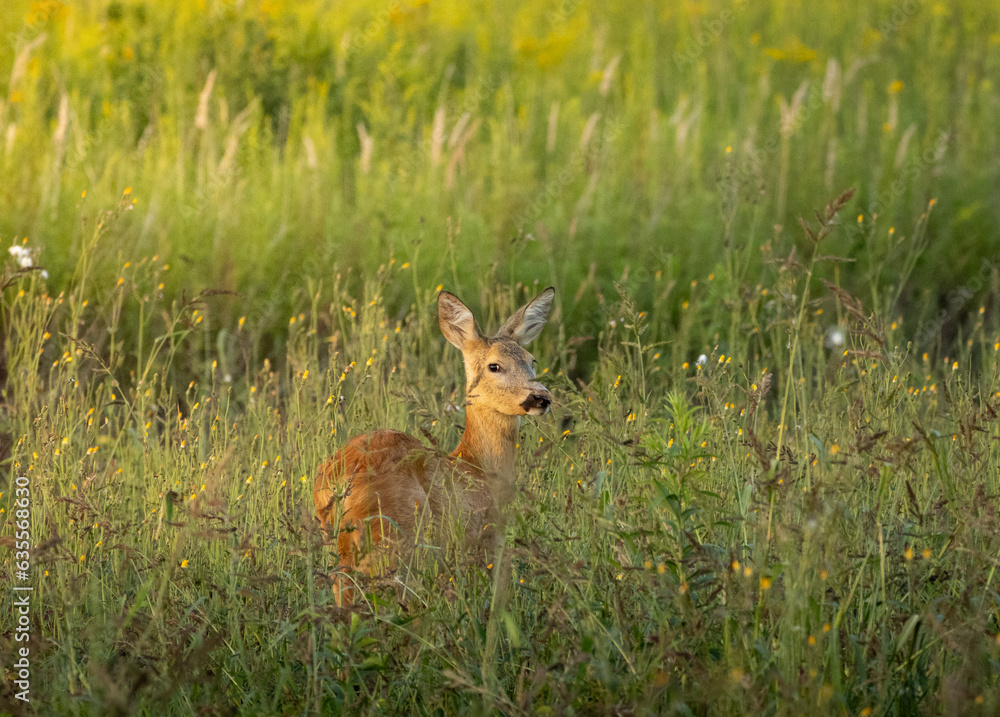 deer head in sunshine