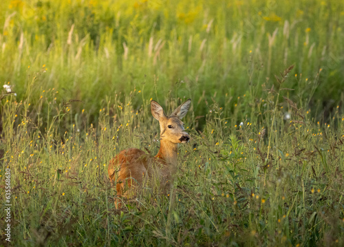Fototapeta Naklejka Na Ścianę i Meble -  deer head in sunshine