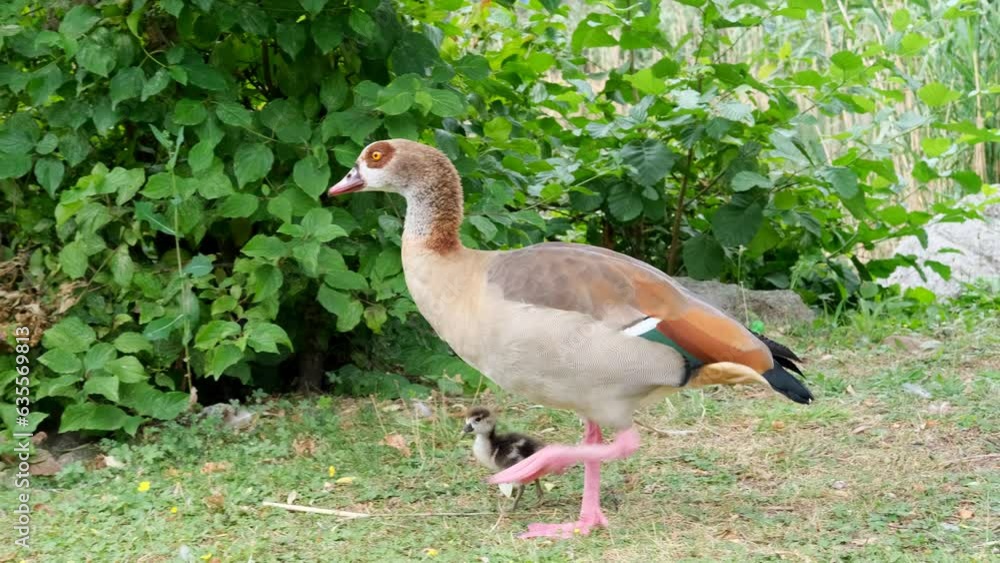 Nile goose or Egyptian goose, Alopochen aegyptiaca species of waterfowl of Anatidae family walks on green, Egyptian goose migration, bird species conservation, avian population dynamics grass Nile goose or Egyptian goose, Alopochen aegyptiaca species of waterfowl of Anatidae family walks on green, Egyptian goose migration, bird species conservation, avian population dynamics grass