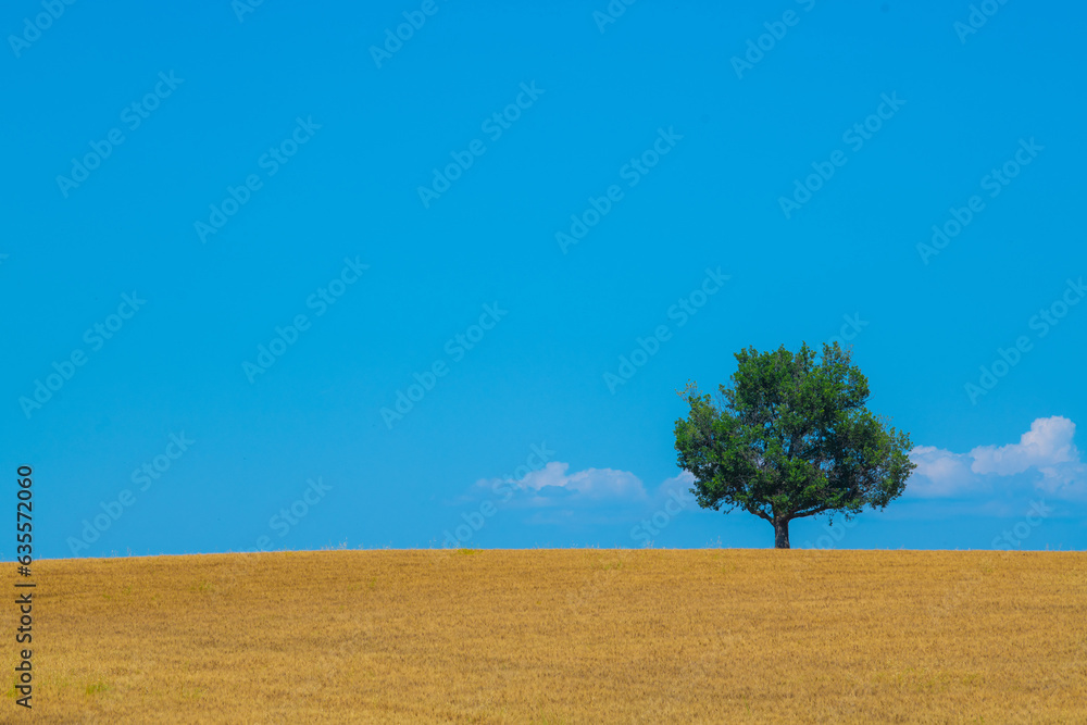 Majestic tree against blue sky and wheat field in summer, High quality photo Majestic tree against blue sky and wheat field in summer, High quality photo
