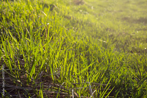 Abstract natural background - green grass.