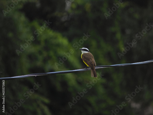 bird known as Great Kiskadee (Pitangus sulphuratus) perched alone on a cape, blurred vegetation in the background. © conpuli