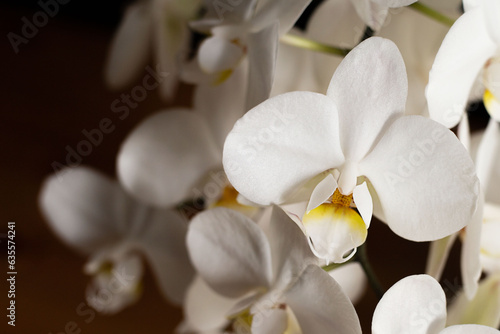 The floral background is a white orchid on a dark background.