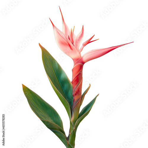 Heliconia flower in bloom on transparent background