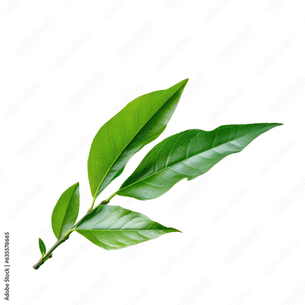 Fototapeta premium Green tea leaf against transparent background