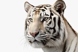 White background tiger stares into camera. Clipping path included. Generative AI