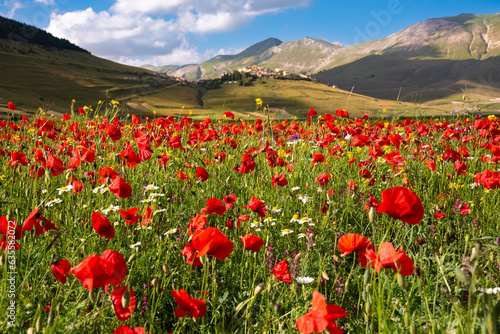 Summer field of wild flowers and a small town on a hill in Italy