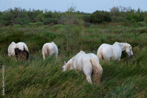 Camargue Horse, Adult and foal eating Grass through Swamp, Saintes Marie de la Mer in Camargue, in the South of France, High quality photo