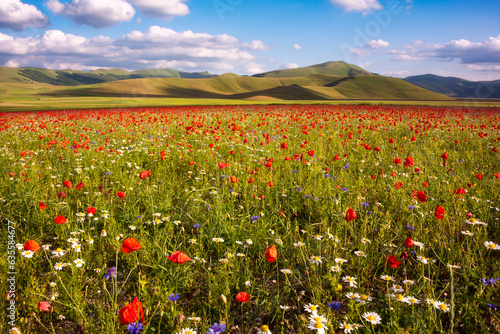 Schilderij op canvas Wild flowers in a summer meadow in mountain valley