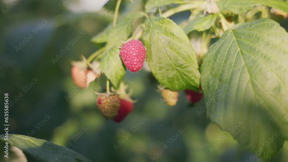 red raspberries close-up with shallow depth of field red raspberries close-up with shallow depth of field