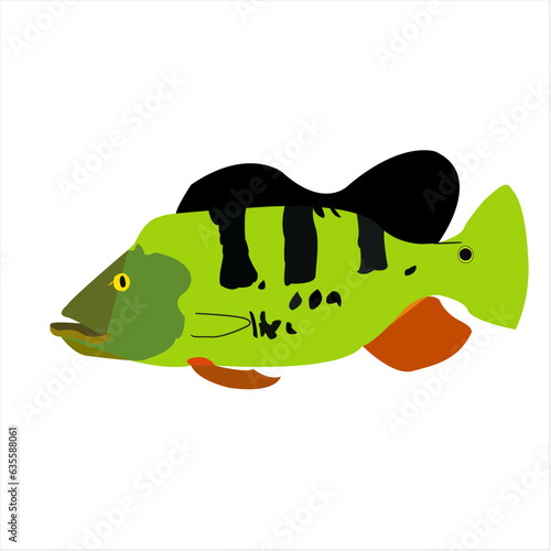 Illustration vector graphic of  peacock bass monoculus on  isolated white background. Fit for design elements, children coloring book, etc. photo