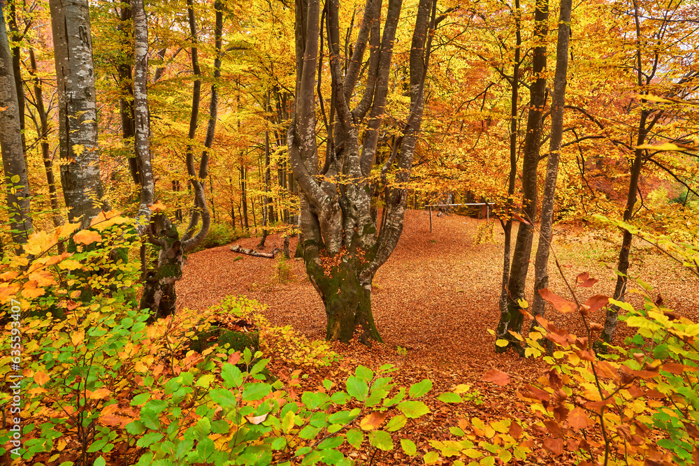 Obraz premium Autumn's Rustic Symphony: A Majestic Tapestry of Fallen Leaves