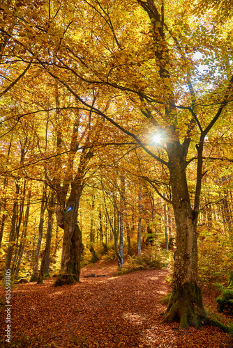 Golden Splendor  Majestic Autumn Beech Forest in Mountainous Wilderness