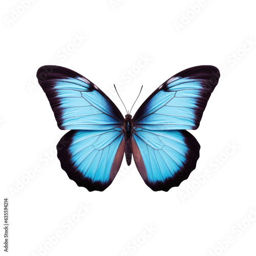 Butterfly in blue against transparent background © AkuAku
