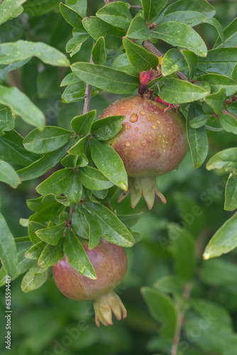 Raindrops on the unripe pomegranates. photo