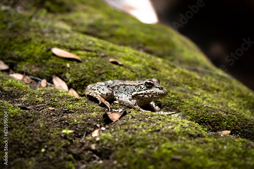 Rana meditteranea