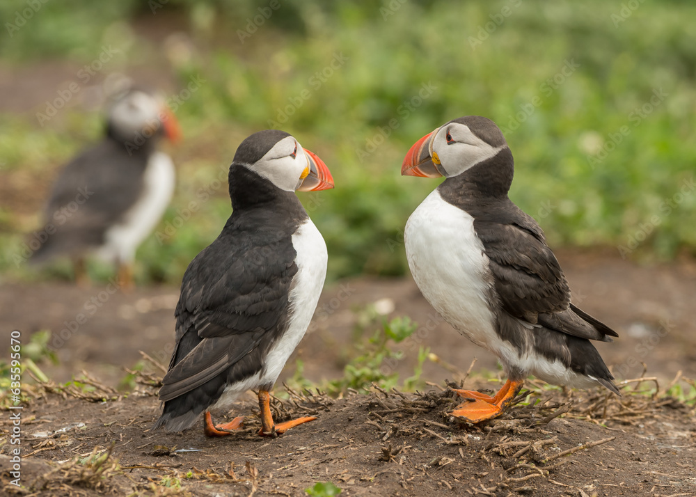 Obraz premium puffins 