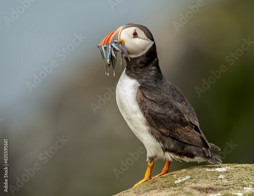 Puffin with food © Andy