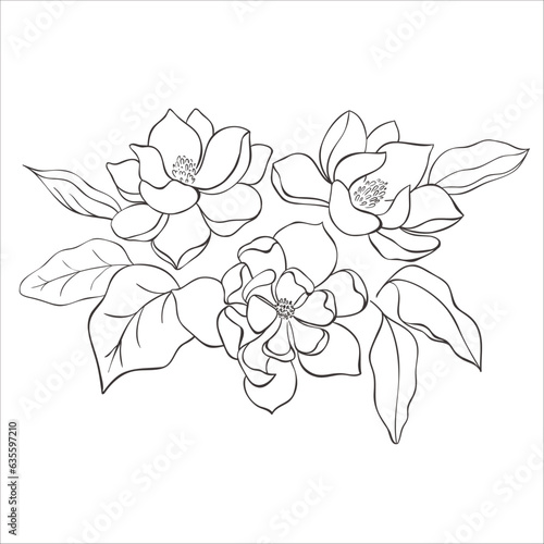 Line Art Magnolia Flowers on the white Background. Vector Illustration.