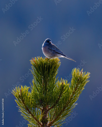 White winged dark-eyed junco (Junco hyemalis aikeni) perched on a spruce tree with blue sky background.
 photo