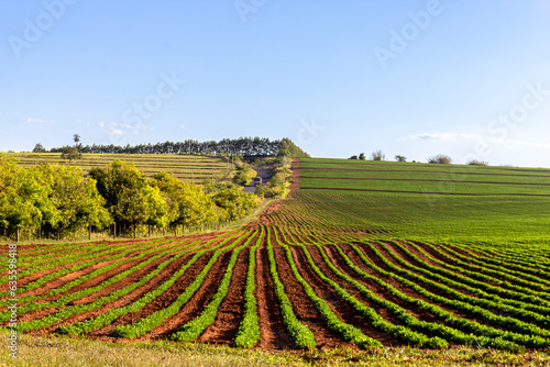 Soybean fields, grown on a farm in Brazil, with country road background
