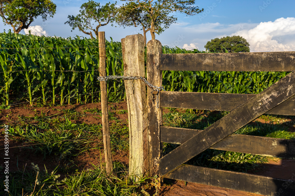 Wooden gate with chain and padlock in front of corn plantation in agricultural area in Brazil Wooden gate with chain and padlock in front of corn plantation in agricultural area in Brazil