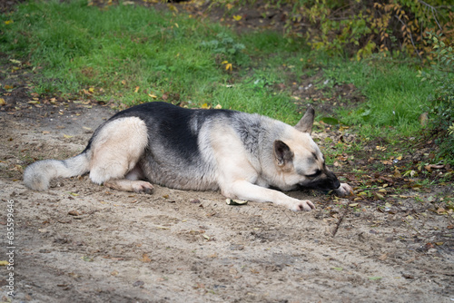 a shepherd dog on a walk bites a stick