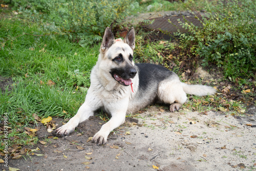 german shepherd dog