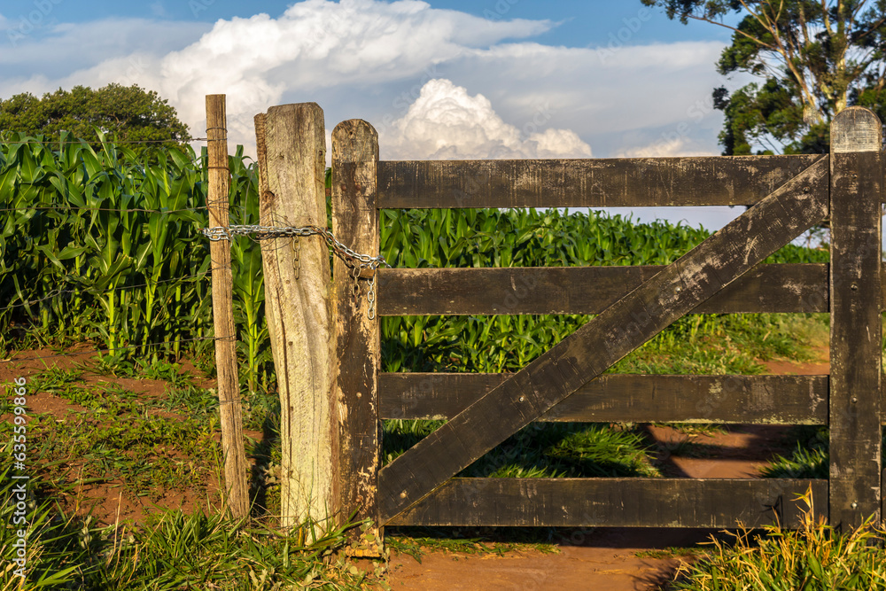Wooden gate and fields of corn plantation in rural property in Brazil