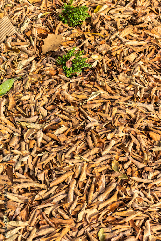 exture background with dry leaves in brazilian autumn exture background with dry leaves in brazilian autumn