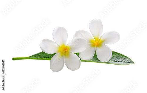 Frangipani flowers with leaves transparent png photo