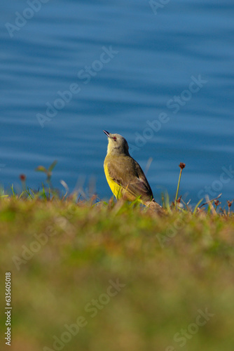 A bird known as the Tropical Kingbird (Tyrannus melancholicus) perched on the lawn at the lake shore, looking up distractedly. photo