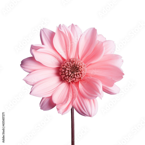 Pink flower anatomy isolated for macro photography