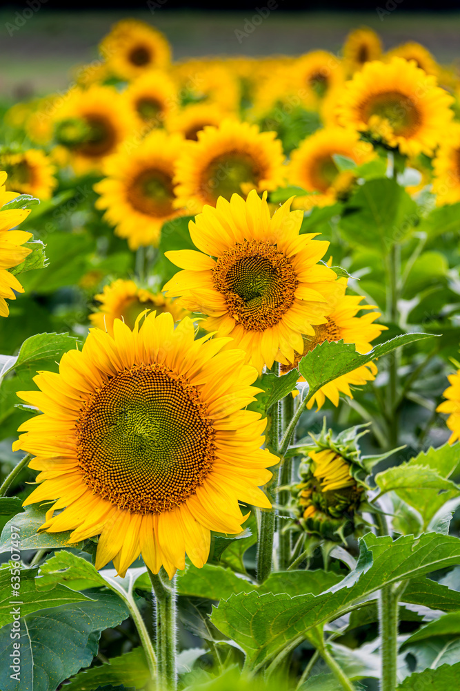 Fototapeta premium sunflowers in the field
