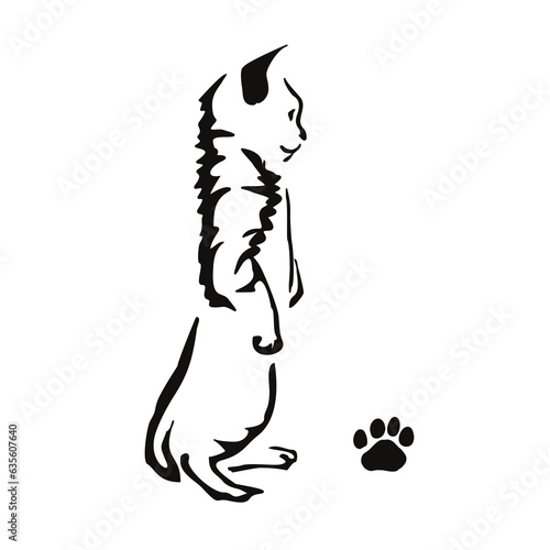 The kitten sits on its hind legs. Gestalt animal design