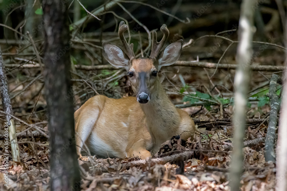 Fototapeta premium Deer laying in the woods