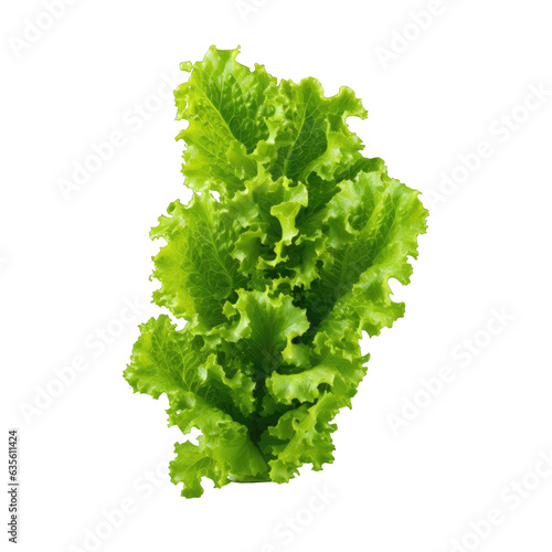 Hydroponic lettuce plant isolated on transparent background