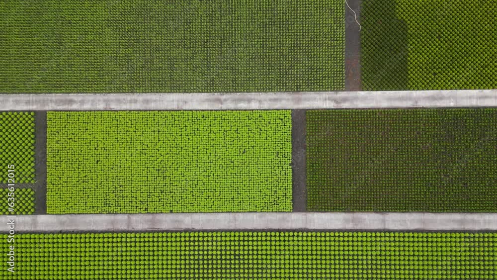 Top down view of pattern of  different small plants in the field in Netherlands countryside. 
