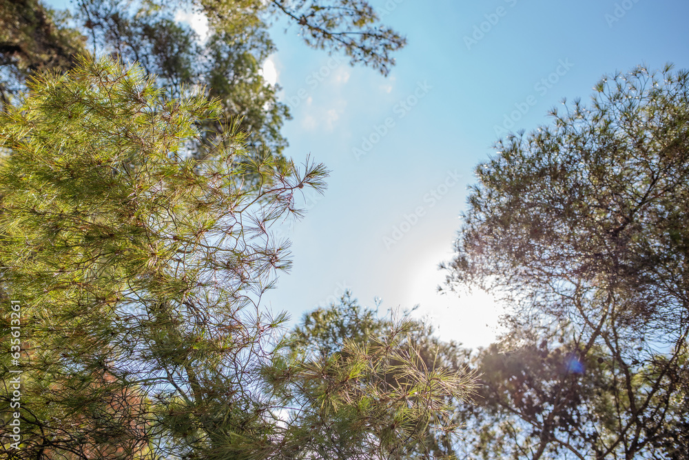 Obraz premium trees in the sky