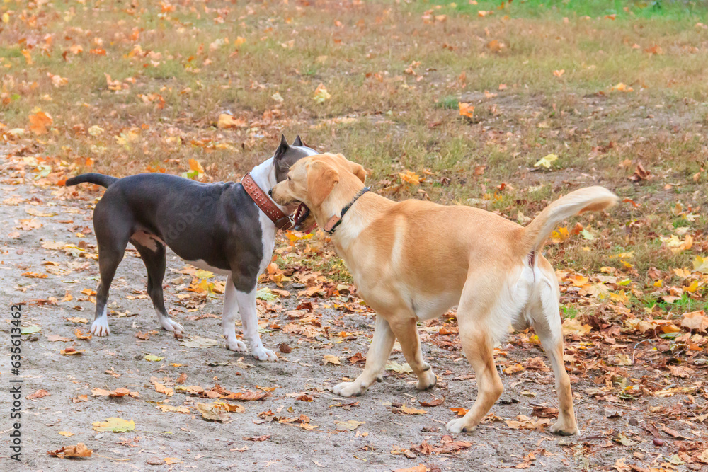 Amstaff and labrador retriever playing in autumn park Amstaff and labrador retriever playing in autumn park