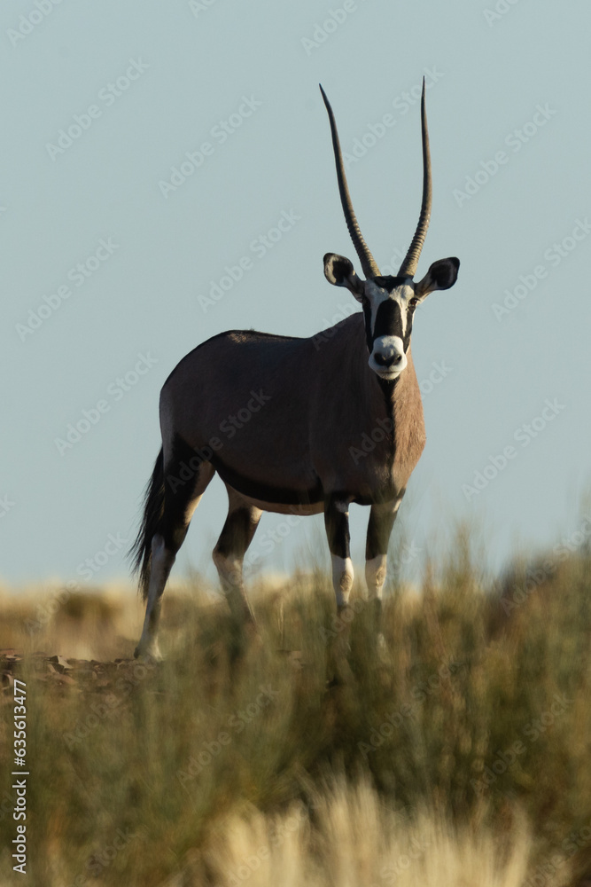 Fototapeta premium Órice del cabo 